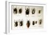 Beetle Collection-Mauro Fermariello-Framed Photographic Print