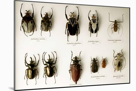 Beetle Collection-Mauro Fermariello-Mounted Photographic Print