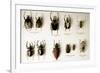 Beetle Collection-Mauro Fermariello-Framed Photographic Print