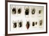 Beetle Collection-Mauro Fermariello-Framed Photographic Print