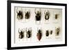 Beetle Collection-Mauro Fermariello-Framed Photographic Print