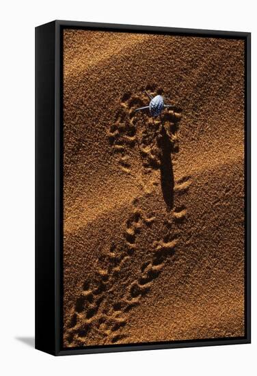 Beetle Crawling Along Sand Dune in Namibia-Paul Souders-Framed Stretched Canvas