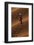 Beetle Crawling Along Sand Dune in Namibia-Paul Souders-Framed Photographic Print