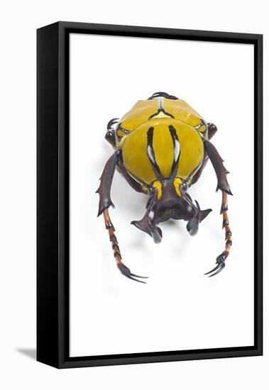Beetle from Thailand Dicranocephalus Wallichi Viewed from Front-Darrell Gulin-Framed Stretched Canvas
