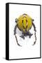 Beetle from Thailand Dicranocephalus Wallichi Viewed from Front-Darrell Gulin-Framed Stretched Canvas