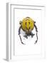 Beetle from Thailand Dicranocephalus Wallichi Viewed from Front-Darrell Gulin-Framed Photographic Print