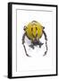 Beetle from Thailand Dicranocephalus Wallichi Viewed from Front-Darrell Gulin-Framed Photographic Print