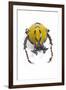 Beetle from Thailand Dicranocephalus Wallichi Viewed from Front-Darrell Gulin-Framed Photographic Print