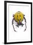 Beetle from Thailand Dicranocephalus Wallichi Viewed from Front-Darrell Gulin-Framed Photographic Print