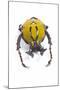 Beetle from Thailand Dicranocephalus Wallichi Viewed from Front-Darrell Gulin-Mounted Photographic Print