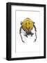 Beetle from Thailand Dicranocephalus Wallichi Viewed from Front-Darrell Gulin-Framed Photographic Print