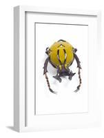 Beetle from Thailand Dicranocephalus Wallichi Viewed from Front-Darrell Gulin-Framed Photographic Print