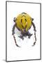 Beetle from Thailand Dicranocephalus Wallichi Viewed from Front-Darrell Gulin-Mounted Photographic Print