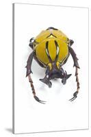 Beetle from Thailand Dicranocephalus Wallichi Viewed from Front-Darrell Gulin-Stretched Canvas