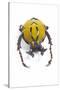 Beetle from Thailand Dicranocephalus Wallichi Viewed from Front-Darrell Gulin-Stretched Canvas