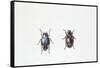 Beetle (Hyperaspis Campestris)-null-Framed Stretched Canvas