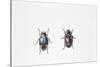Beetle (Hyperaspis Campestris)-null-Stretched Canvas
