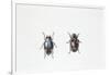 Beetle (Hyperaspis Campestris)-null-Framed Giclee Print