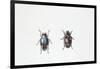 Beetle (Hyperaspis Campestris)-null-Framed Giclee Print