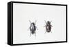 Beetle (Hyperaspis Campestris)-null-Framed Stretched Canvas