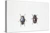 Beetle (Hyperaspis Campestris)-null-Stretched Canvas