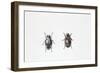 Beetle (Hyperaspis Campestris)-null-Framed Giclee Print