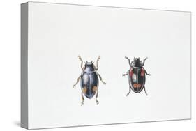 Beetle (Hyperaspis Campestris)-null-Stretched Canvas