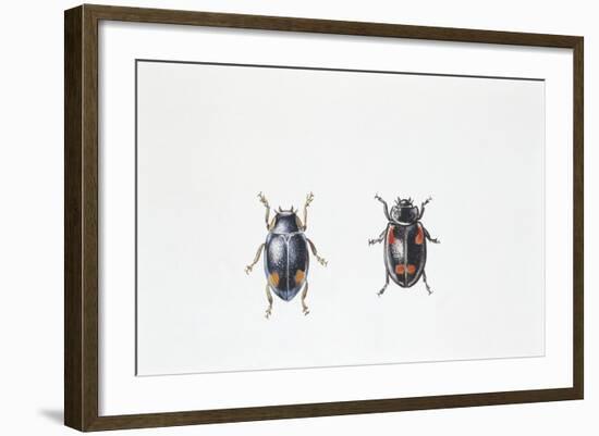 Beetle (Hyperaspis Campestris)-null-Framed Giclee Print