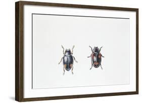 Beetle (Hyperaspis Campestris)-null-Framed Giclee Print