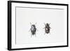 Beetle (Hyperaspis Campestris)-null-Framed Giclee Print