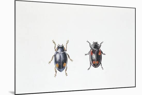 Beetle (Hyperaspis Campestris)-null-Mounted Giclee Print