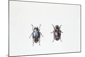 Beetle (Hyperaspis Campestris)-null-Mounted Giclee Print