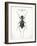 Beetle I-Gwendolyn Babbitt-Framed Art Print