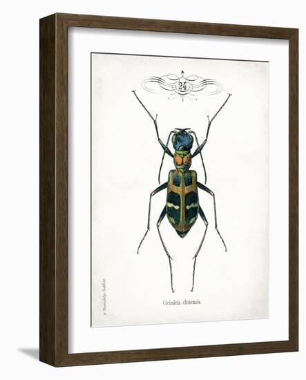 Beetle I-Gwendolyn Babbitt-Framed Art Print