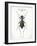 Beetle I-Gwendolyn Babbitt-Framed Art Print