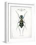 Beetle I-Gwendolyn Babbitt-Framed Art Print