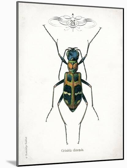 Beetle I-Gwendolyn Babbitt-Mounted Art Print