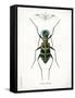 Beetle I-Gwendolyn Babbitt-Framed Stretched Canvas