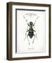 Beetle I-Gwendolyn Babbitt-Framed Art Print