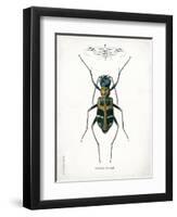 Beetle I-Gwendolyn Babbitt-Framed Art Print