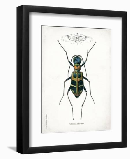 Beetle I-Gwendolyn Babbitt-Framed Art Print