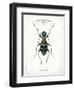 Beetle I-Gwendolyn Babbitt-Framed Art Print