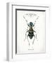 Beetle I-Gwendolyn Babbitt-Framed Art Print