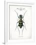 Beetle I-Gwendolyn Babbitt-Framed Art Print