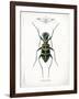 Beetle I-Gwendolyn Babbitt-Framed Art Print