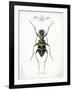 Beetle I-Gwendolyn Babbitt-Framed Art Print