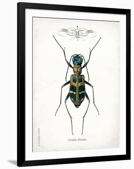 Beetle I-Gwendolyn Babbitt-Framed Art Print