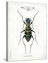 Beetle I-Gwendolyn Babbitt-Stretched Canvas