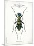 Beetle I-Gwendolyn Babbitt-Mounted Art Print