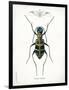 Beetle I-Gwendolyn Babbitt-Framed Art Print